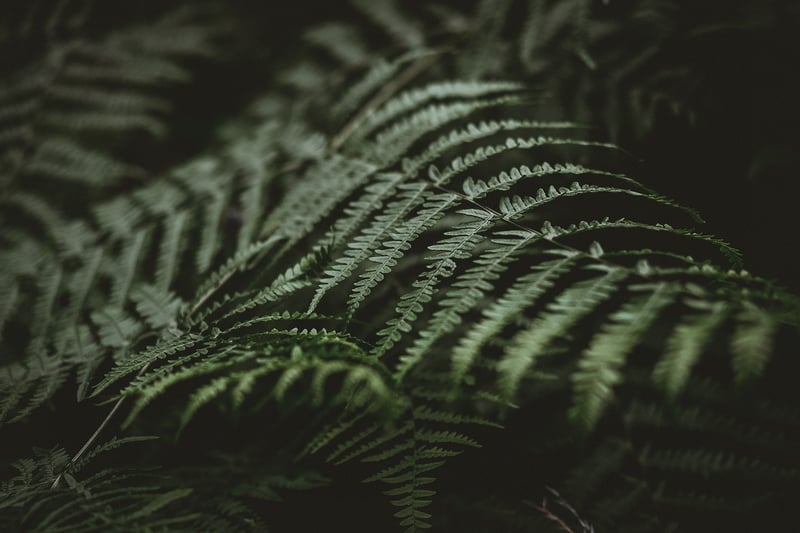 Living Wall Art